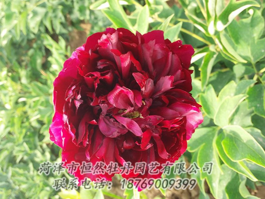 點(diǎn)擊查看詳細(xì)信息<br>標(biāo)題：紅色牡丹 閱讀次數(shù)：1019