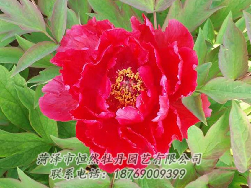 點(diǎn)擊查看詳細(xì)信息<br>標(biāo)題：紅色牡丹 閱讀次數(shù)：1174