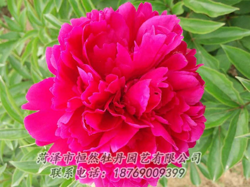 點(diǎn)擊查看詳細(xì)信息<br>標(biāo)題：紅色芍藥 閱讀次數(shù)：1045