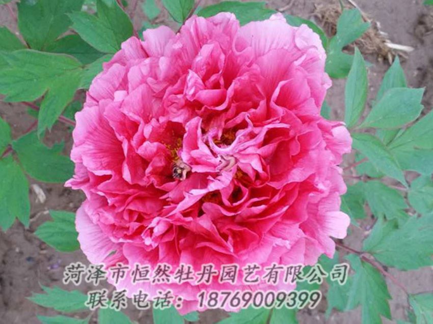 點(diǎn)擊查看詳細(xì)信息<br>標(biāo)題：紅色牡丹 閱讀次數(shù)：2064