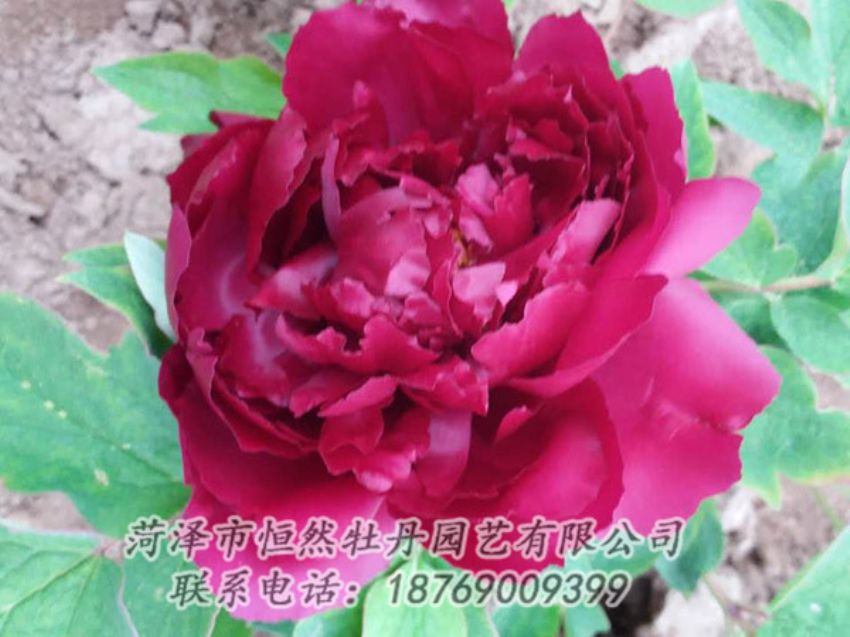 點(diǎn)擊查看詳細(xì)信息<br>標(biāo)題：紅色牡丹 閱讀次數(shù)：1383