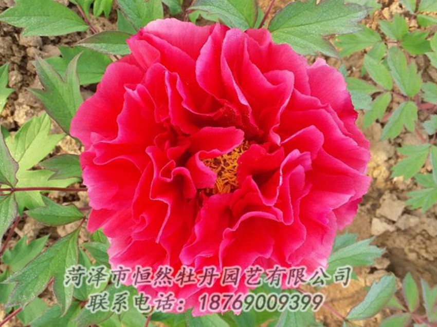 點(diǎn)擊查看詳細(xì)信息<br>標(biāo)題：紅色牡丹 閱讀次數(shù)：1217