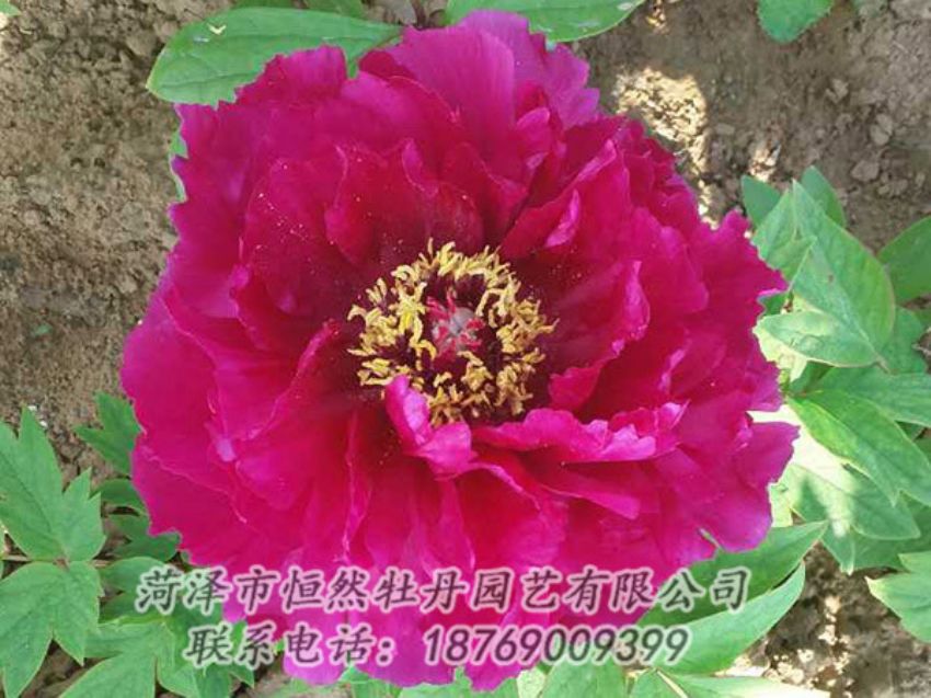點(diǎn)擊查看詳細(xì)信息<br>標(biāo)題：紅色牡丹 閱讀次數(shù)：1328