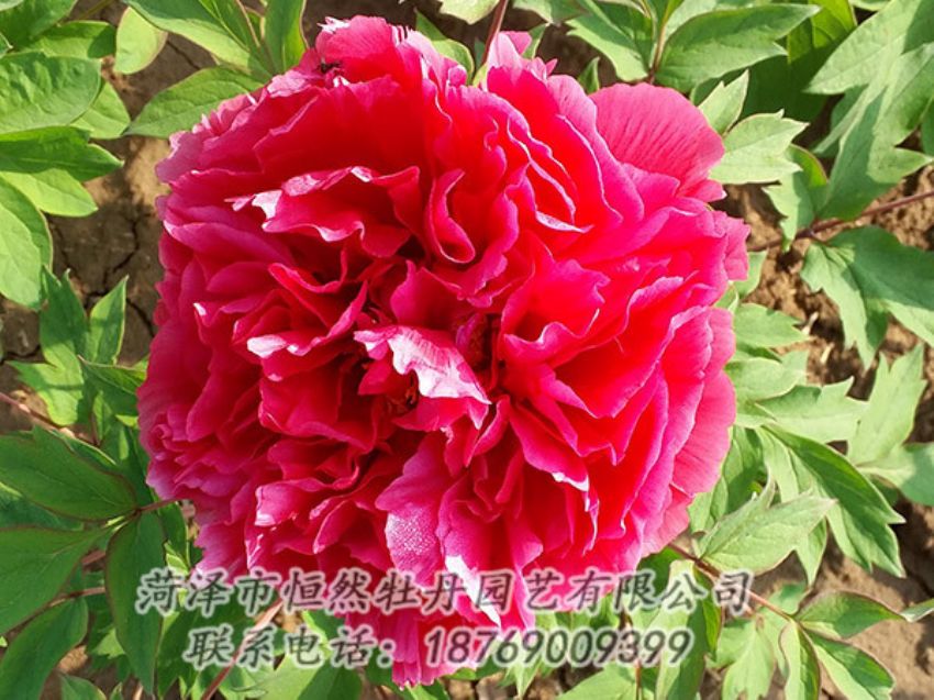 點(diǎn)擊查看詳細(xì)信息<br>標(biāo)題：紅色牡丹 閱讀次數(shù)：1341