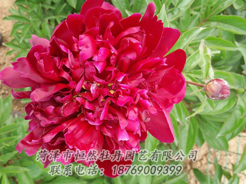 點(diǎn)擊查看詳細(xì)信息<br>標(biāo)題：紅色芍藥 閱讀次數(shù)：1082