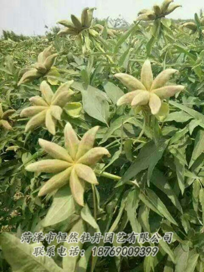 點擊查看詳細信息<br>標題：油用牡丹 閱讀次數：1292