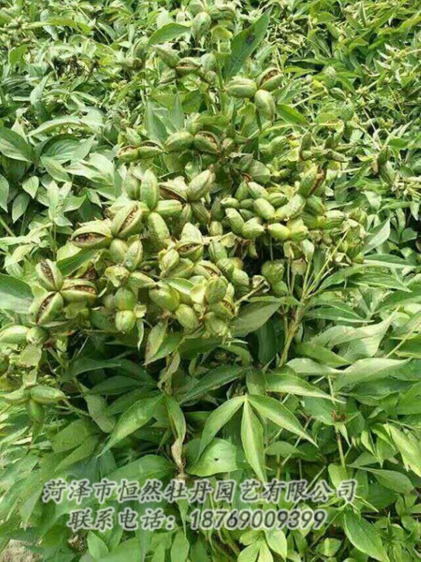 點擊查看詳細信息<br>標題：油用牡丹 閱讀次數：1282