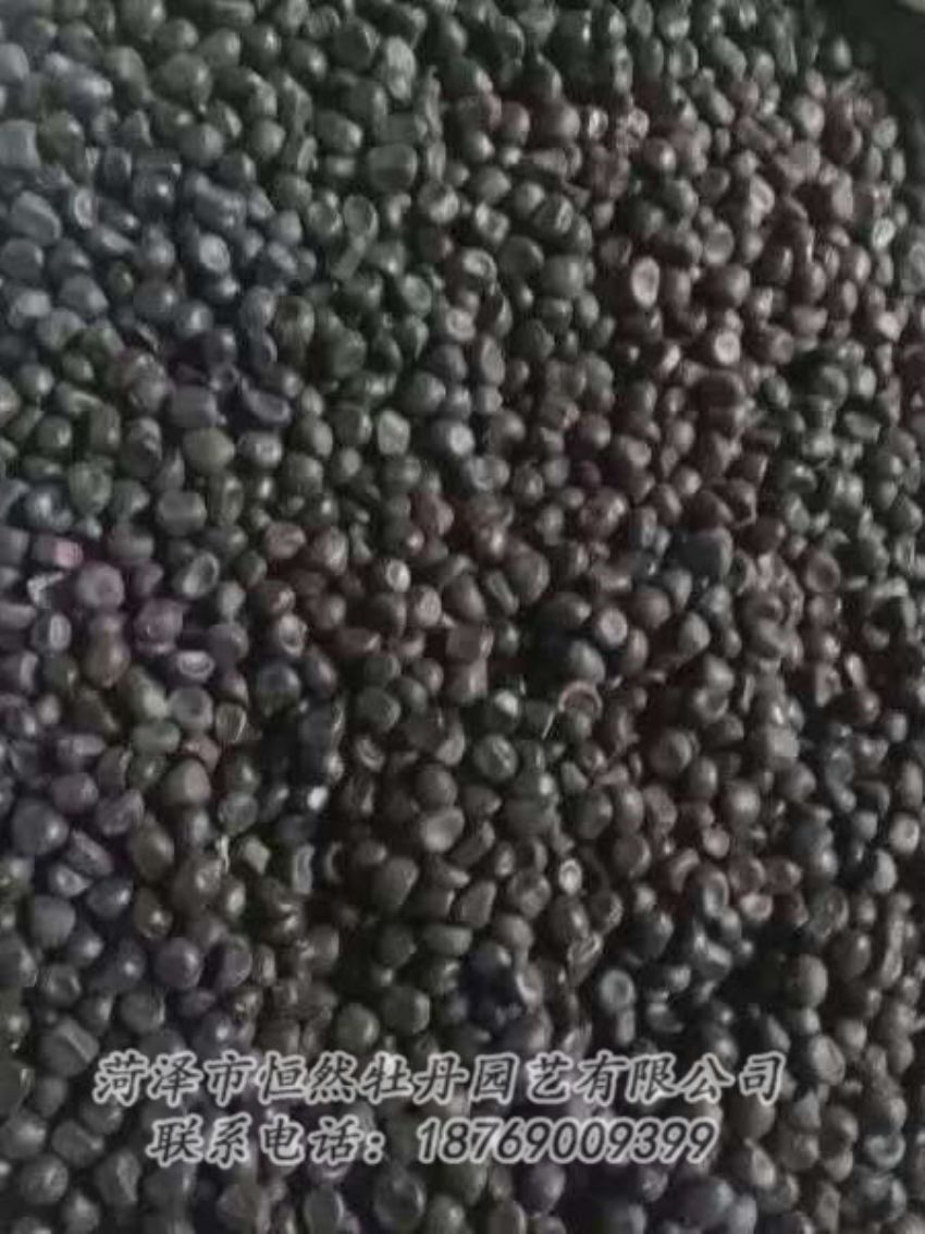 點擊查看詳細信息<br>標題：油用牡丹 閱讀次數：1251
