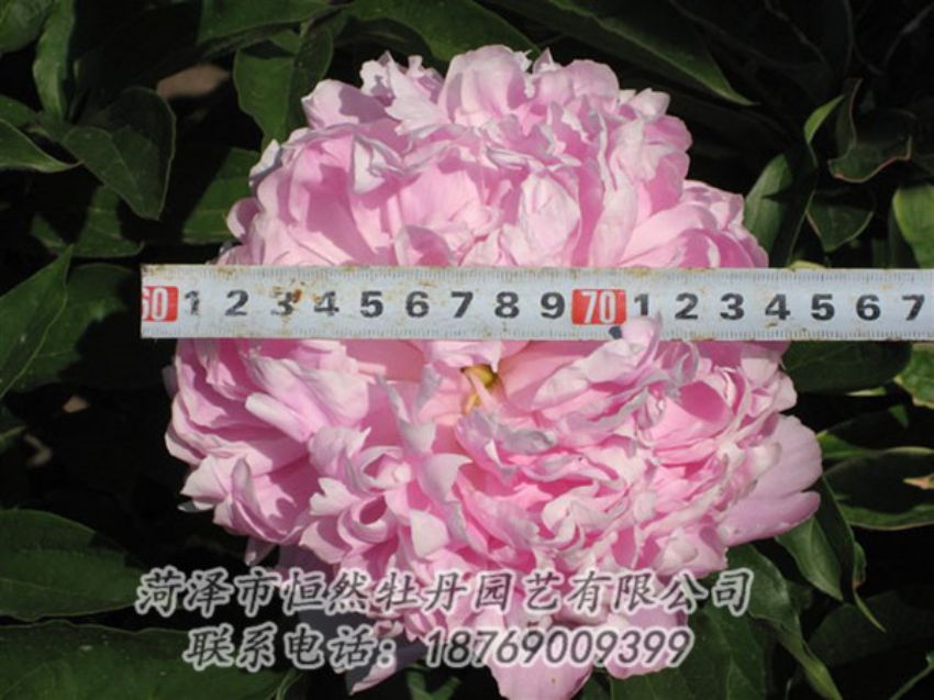 點(diǎn)擊查看詳細(xì)信息<br>標(biāo)題：桃面爭(zhēng)春 閱讀次數(shù)：1265