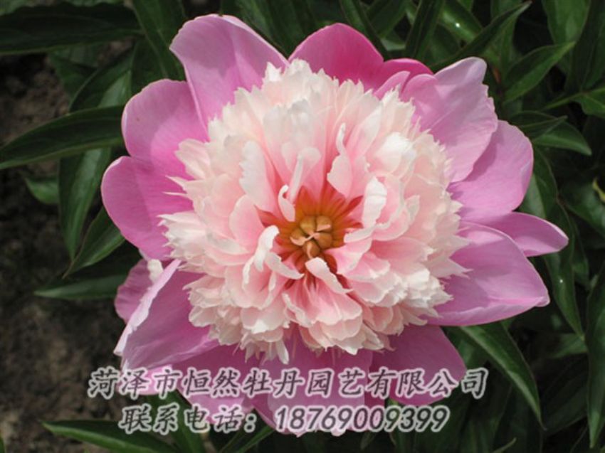 點(diǎn)擊查看詳細(xì)信息<br>標(biāo)題：蓮花臺(tái) 閱讀次數(shù)：2129
