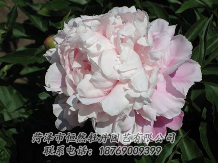 點(diǎn)擊查看詳細(xì)信息<br>標(biāo)題：粉玉樓 閱讀次數(shù)：1259