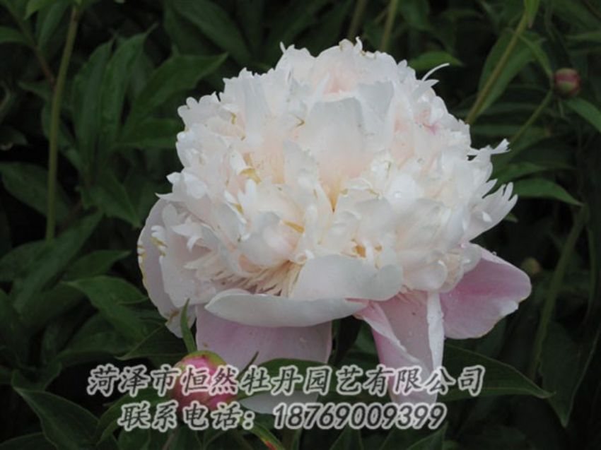 點(diǎn)擊查看詳細(xì)信息<br>標(biāo)題：粉池滴翠 閱讀次數(shù)：1300