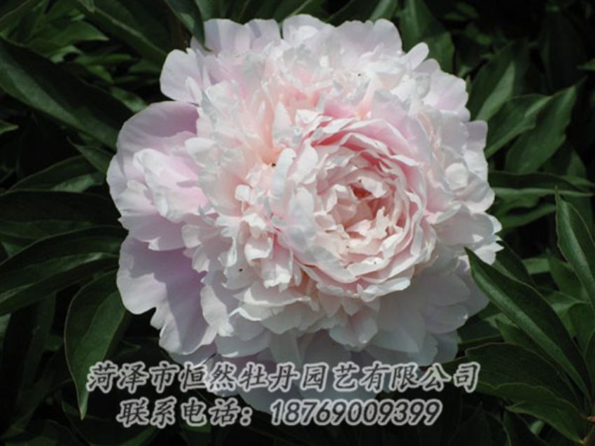 點(diǎn)擊查看詳細(xì)信息<br>標(biāo)題：遲粉 閱讀次數(shù)：1281