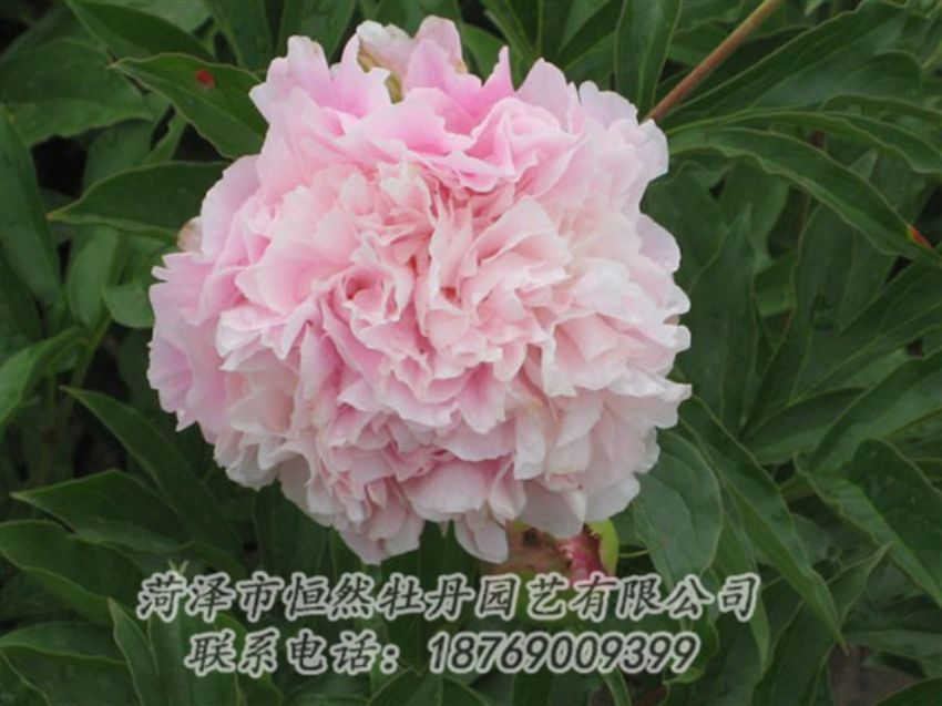 點(diǎn)擊查看詳細(xì)信息<br>標(biāo)題：粉面桃花 閱讀次數(shù)：1360