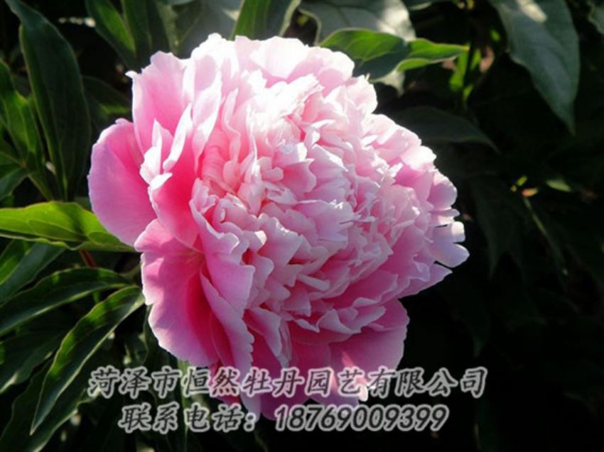 點(diǎn)擊查看詳細(xì)信息<br>標(biāo)題：粉色芍藥 閱讀次數(shù)：2147