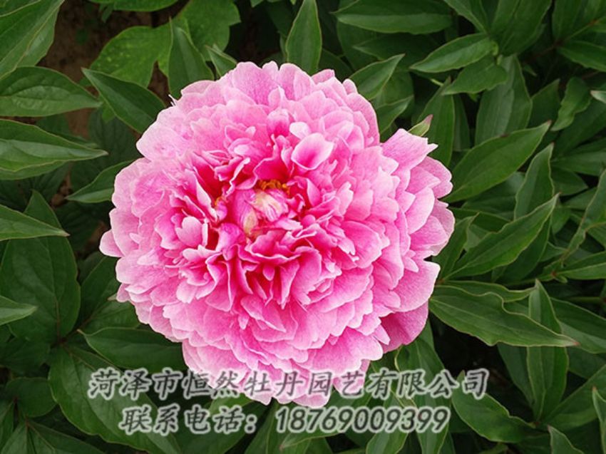 點(diǎn)擊查看詳細(xì)信息<br>標(biāo)題：粉色芍藥 閱讀次數(shù)：1229