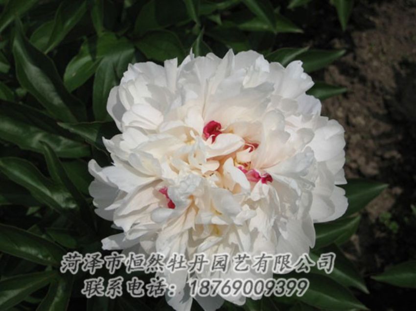 點擊查看詳細信息<br>標題：雪原紅星 閱讀次數(shù)：1496