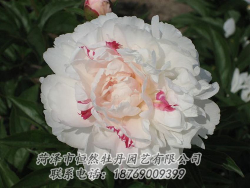 點擊查看詳細信息<br>標題：五花龍玉 閱讀次數(shù)：1258