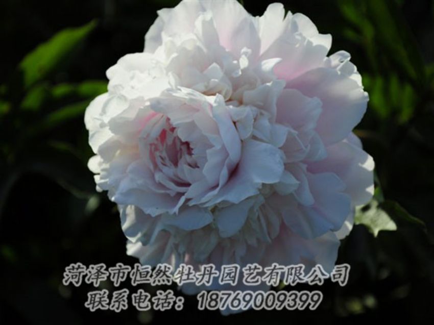 點(diǎn)擊查看詳細(xì)信息<br>標(biāo)題：粉色芍藥 閱讀次數(shù)：1208