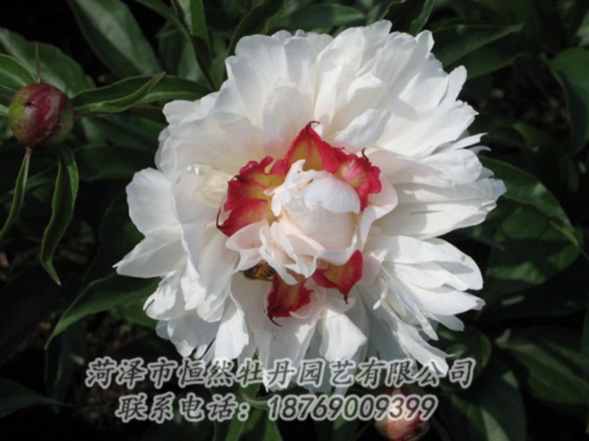 點(diǎn)擊查看詳細(xì)信息<br>標(biāo)題：無(wú)花龍玉 閱讀次數(shù)：2141