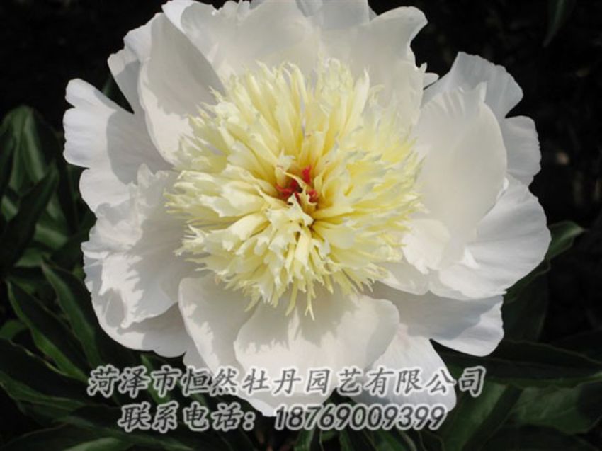 點擊查看詳細信息<br>標題：金簪刺玉 閱讀次數(shù)：1296