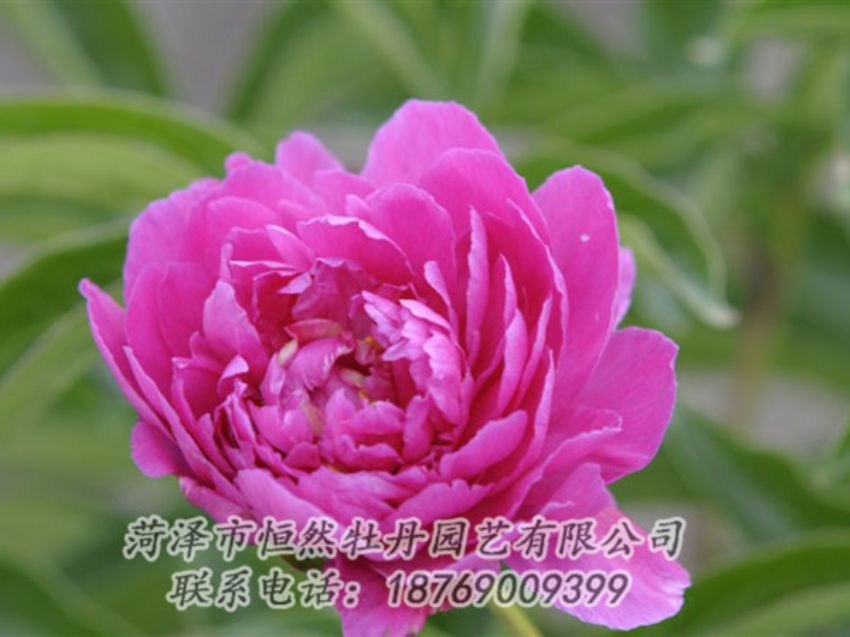 點(diǎn)擊查看詳細(xì)信息<br>標(biāo)題：紅茶花 閱讀次數(shù)：1058