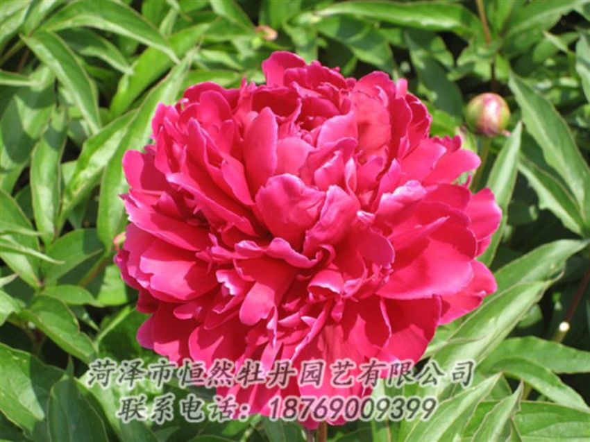 點(diǎn)擊查看詳細(xì)信息<br>標(biāo)題：國紅 閱讀次數(shù)：1042
