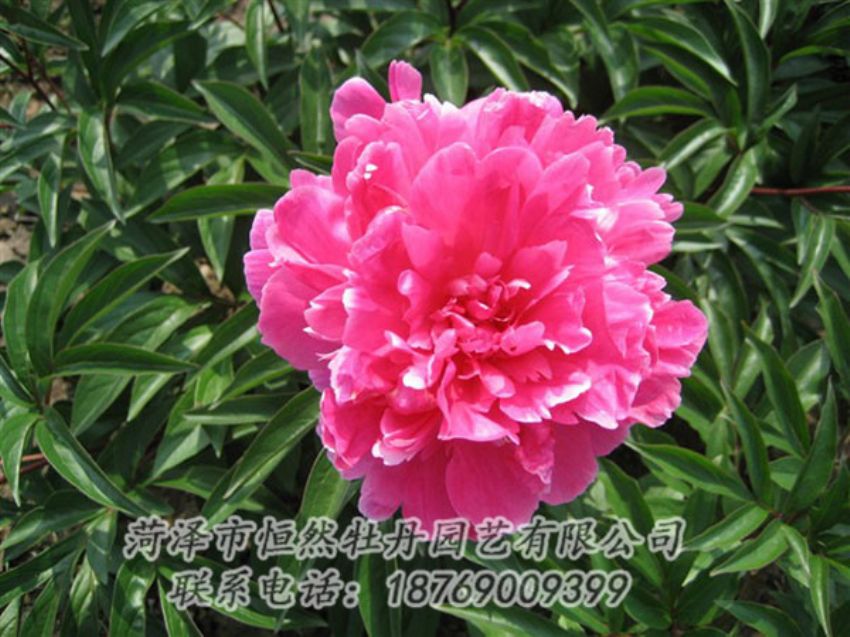 點(diǎn)擊查看詳細(xì)信息<br>標(biāo)題：富貴紅 閱讀次數(shù)：1023