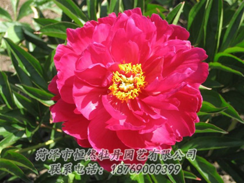 點(diǎn)擊查看詳細(xì)信息<br>標(biāo)題：大紅赤金 閱讀次數(shù)：1107