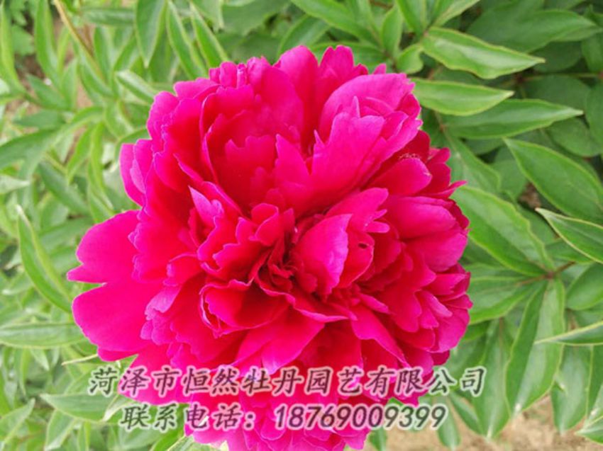 點(diǎn)擊查看詳細(xì)信息<br>標(biāo)題：紅色芍藥 閱讀次數(shù)：1049