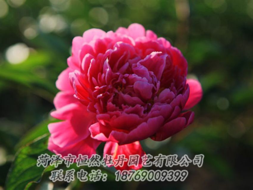 點(diǎn)擊查看詳細(xì)信息<br>標(biāo)題：大紅赤金 閱讀次數(shù)：1083