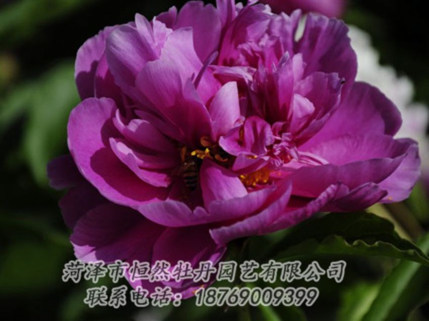 點(diǎn)擊查看詳細(xì)信息<br>標(biāo)題：紫凌 閱讀次數(shù)：1204
