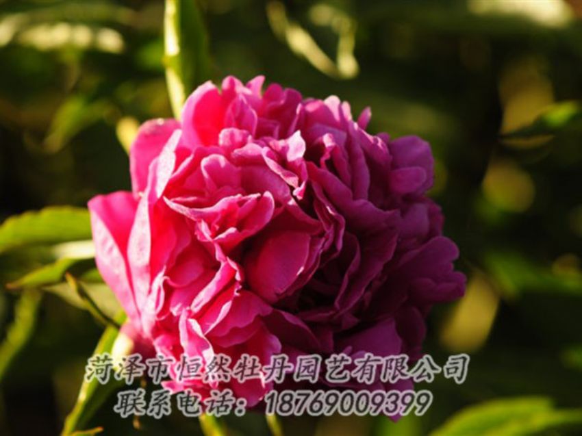 點(diǎn)擊查看詳細(xì)信息<br>標(biāo)題：紫鳳朝陽 閱讀次數(shù)：1279