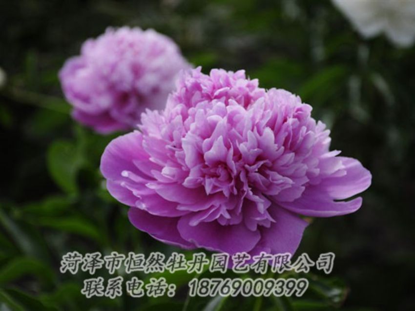 點(diǎn)擊查看詳細(xì)信息<br>標(biāo)題：紫色芍藥 閱讀次數(shù)：2147