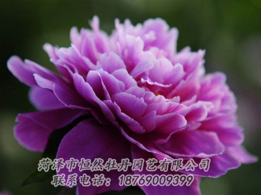 點(diǎn)擊查看詳細(xì)信息<br>標(biāo)題：紫色芍藥 閱讀次數(shù)：2167