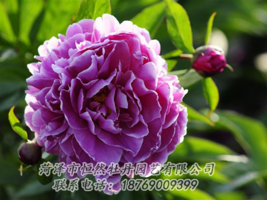 點(diǎn)擊查看詳細(xì)信息<br>標(biāo)題：紫色芍藥 閱讀次數(shù)：1305