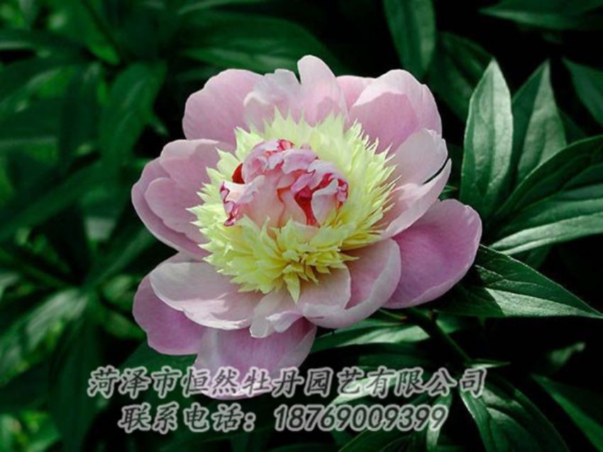 點擊查看詳細信息<br>標題：復色芍藥 閱讀次數(shù)：1232