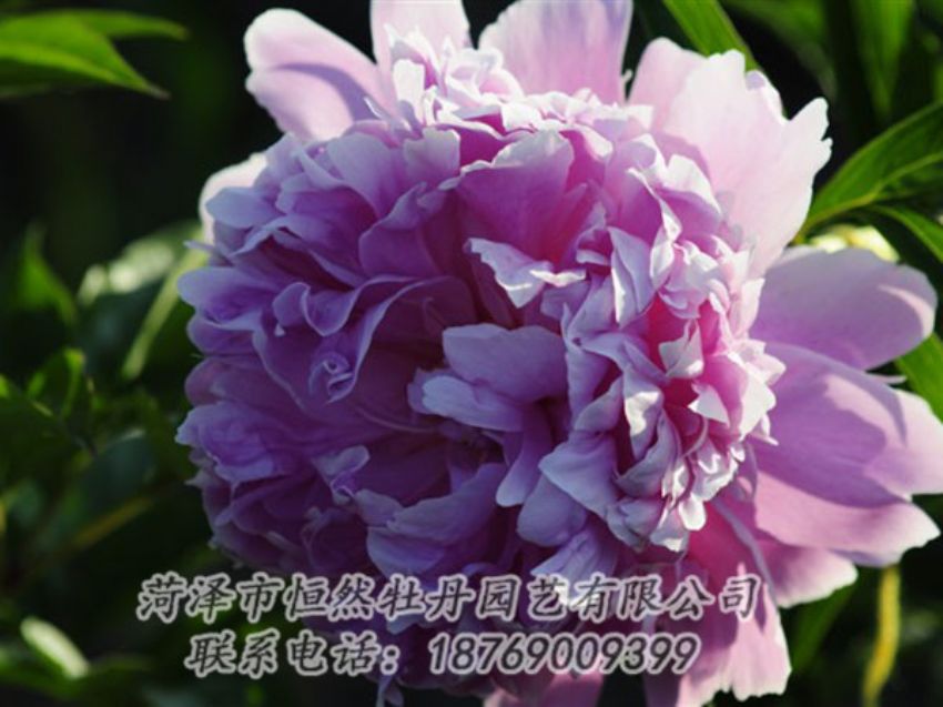 點(diǎn)擊查看詳細(xì)信息<br>標(biāo)題：藍(lán)菊 閱讀次數(shù)：1271