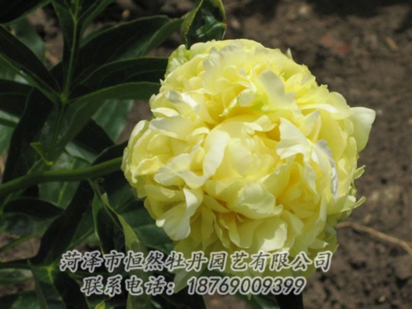 點(diǎn)擊查看詳細(xì)信息<br>標(biāo)題：黃色芍藥 閱讀次數(shù)：2062