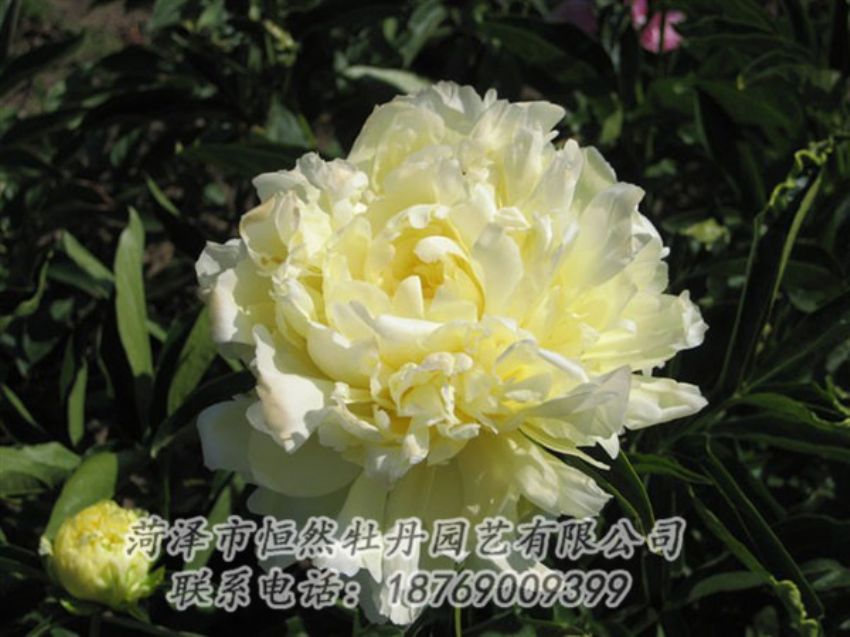 點(diǎn)擊查看詳細(xì)信息<br>標(biāo)題：黃金輪 閱讀次數(shù)：1243