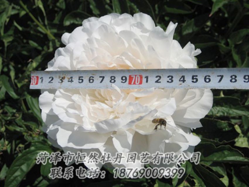 點(diǎn)擊查看詳細(xì)信息<br>標(biāo)題：楊妃出浴 閱讀次數(shù)：1296