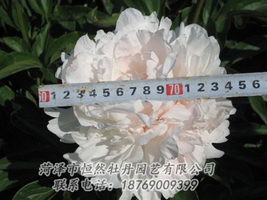 點(diǎn)擊查看詳細(xì)信息<br>標(biāo)題：雪峰 閱讀次數(shù)：1165