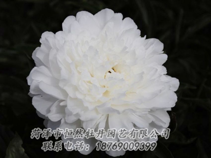點(diǎn)擊查看詳細(xì)信息<br>標(biāo)題：沙金冠頂 閱讀次數(shù)：1241