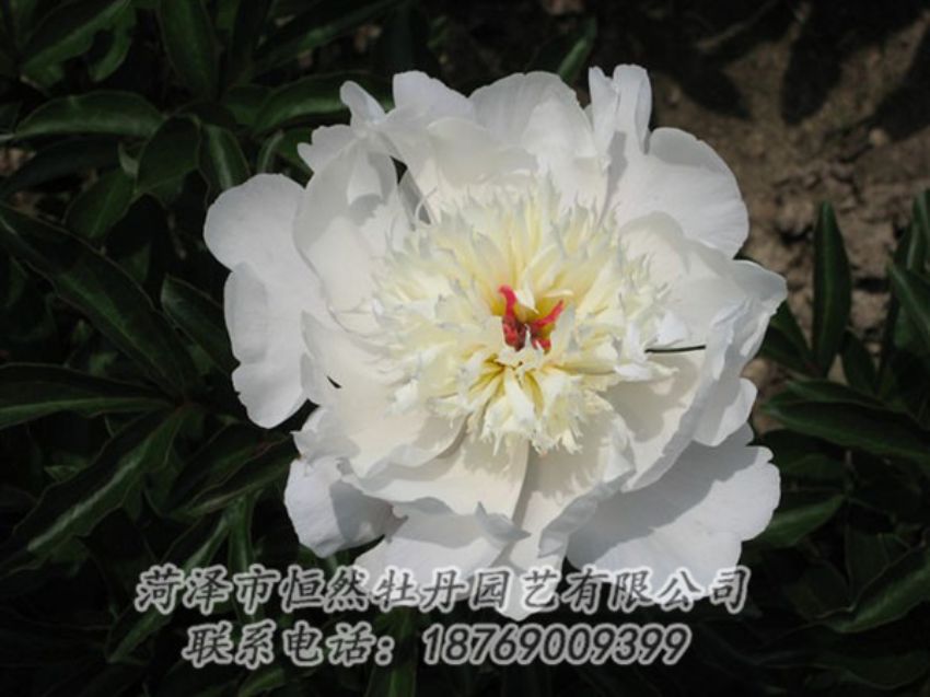 點(diǎn)擊查看詳細(xì)信息<br>標(biāo)題：凌花晨浴 閱讀次數(shù)：1274