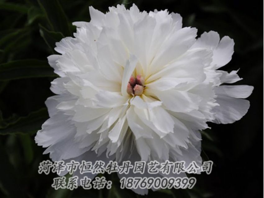 點(diǎn)擊查看詳細(xì)信息<br>標(biāo)題：玲瓏玉 閱讀次數(shù)：1221