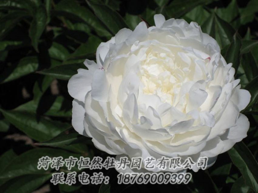 點(diǎn)擊查看詳細(xì)信息<br>標(biāo)題：白玉盤 閱讀次數(shù)：1228