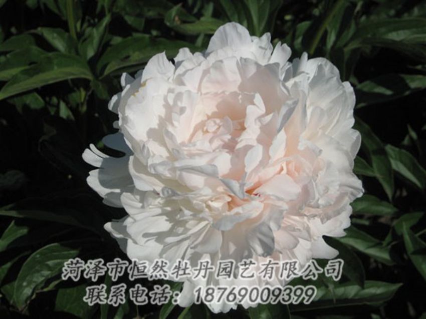 點(diǎn)擊查看詳細(xì)信息<br>標(biāo)題：白玉樓 閱讀次數(shù)：2233