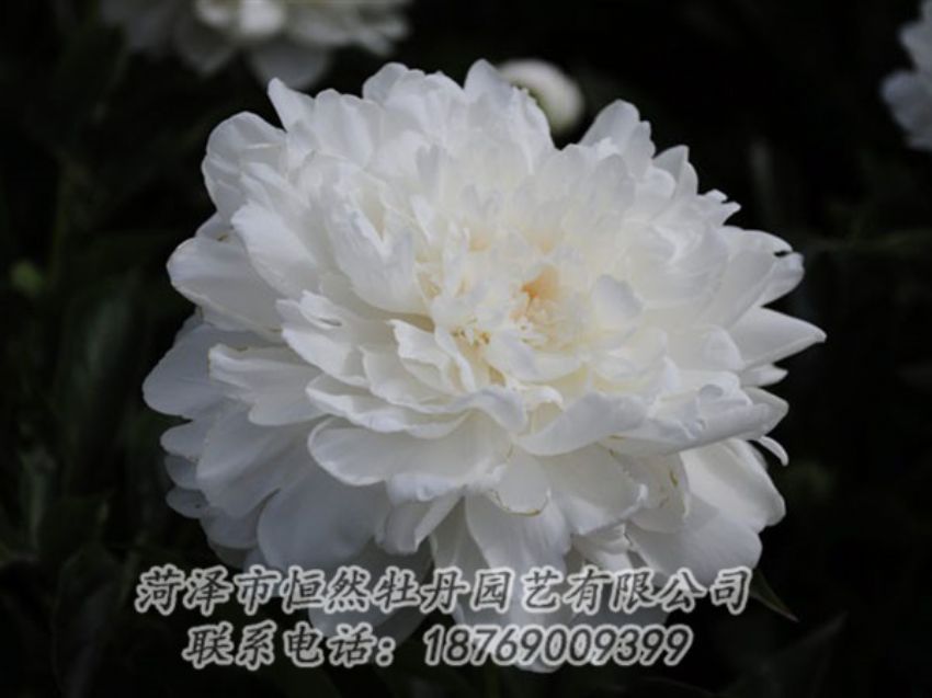 點(diǎn)擊查看詳細(xì)信息<br>標(biāo)題：白色 閱讀次數(shù)：1254