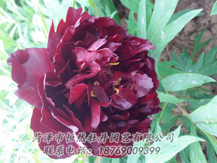 點擊查看詳細(xì)信息<br>標(biāo)題：黑色牡丹 閱讀次數(shù)：1249