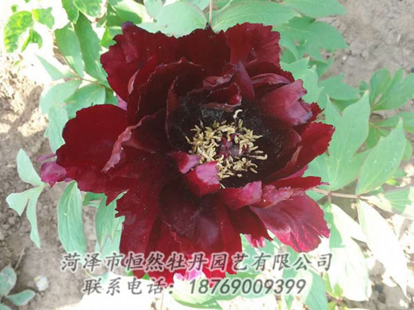 點(diǎn)擊查看詳細(xì)信息<br>標(biāo)題：黑色牡丹 閱讀次數(shù)：1946